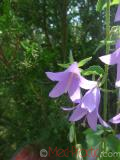 Զանգակածաղիկ լայնատերև - Колокольчик широколистный - Campanula latifolia L.