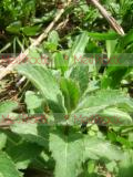 Անանուխ (դաղձ) - Мята - Mint