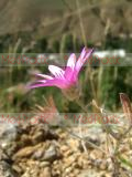 Անմեռուկ միամյա - Сухоцвет однолетний -  Xeranthemum  аnnuum L.
