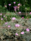 Անմեռուկ միամյա - Сухоцвет однолетний -  Xeranthemum  аnnuum L.