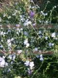 Անմոռուկ - Незабудка - Myosotis