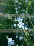 Անմոռուկ - Незабудка - Myosotis