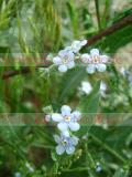 Անմոռուկ - Незабудка - Myosotis