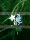 Անմոռուկ - Незабудка - Myosotis