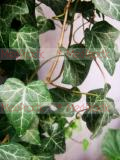 Բաղեղ սովորական - Пплющ обыкновенный - Hedera helix L.