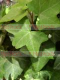 Բաղեղ սովորական - Пплющ обыкновенный - Hedera helix L.