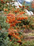 Չիչխան դժնիկանման - Облепиха крушиновидная - Hippophae rhamnoides L.