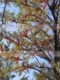 Չիչխան դժնիկանման - Облепиха крушиновидная - Hippophae rhamnoides L.