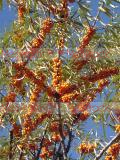 Չիչխան դժնիկանման - Облепиха крушиновидная - Hippophae rhamnoides L.