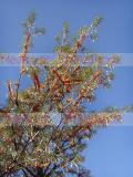 Չիչխան դժնիկանման - Облепиха крушиновидная - Hippophae rhamnoides L.