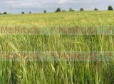 Ցորեն -Пшеница - Wheat