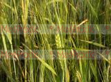 Ցորեն -Пшеница - Wheat