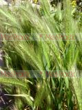 Ցորեն -Пшеница - Wheat