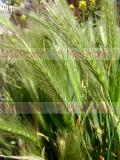 Ցորեն -Пшеница - Wheat