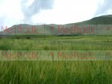 Ցորեն -Пшеница - Wheat