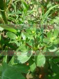 Դանդուռ բանջարանոցային - Портулак огородный - Portulaca oleracea L.