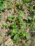 Դանդուռ բանջարանոցային - Портулак огородный - Portulaca oleracea L.