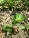 Դանդուռ բանջարանոցային - Портулак огородный - Portulaca oleracea L.