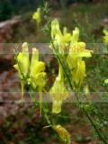Կտավախոտ սովորական - Льнянка обыкновенная - Common Toadflax Linaria vulgaris