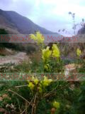 Կտավախոտ սովորական - Льнянка обыкновенная - Common Toadflax Linaria vulgaris