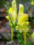 Կտավախոտ սովորական - Льнянка обыкновенная - Common Toadflax Linaria vulgaris