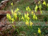 Կտավախոտ սովորական - Льнянка обыкновенная - Common Toadflax Linaria vulgaris