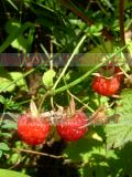 Ազնվամորի (aznvamori) - Малина - Rubus idaeus L.