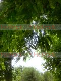 Ակացիա սպիտակ – Акация белая - Acacia alba L., Robinia pseudoacacia L.