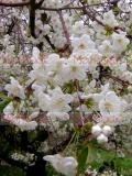 Բալ- Вишня- Cherry