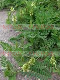 Գազ մանրագլխիկ - Астрагал мелкоголовчатый- Astragalus microcephalus Wild.