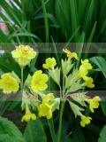 Գնարբուկ - Первоцвет- Primula L.