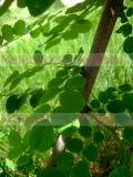 Ակացիա սպիտակ – Акация белая - Acacia alba L., Robinia pseudoacacia L.