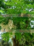 Ակացիա սպիտակ – Акация белая - Acacia alba L., Robinia pseudoacacia L.