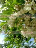 Ակացիա սպիտակ – Акация белая - Acacia alba L., Robinia pseudoacacia L.