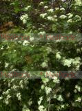 Hawthorn