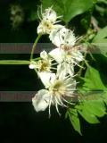 Hawthorn