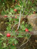 Hawthorn