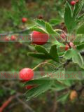 Hawthorn
