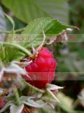 Rubus idaeus L.