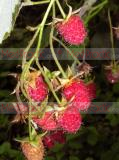Rubus idaeus L.