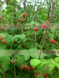 Rubus idaeus L.