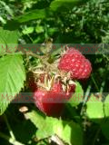 Rubus idaeus L.