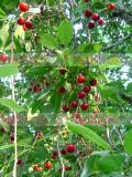 Cherry