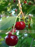 Cherry