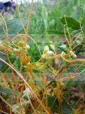 Cuscuta L.