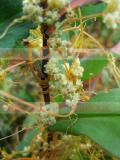 Cuscuta L.