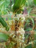 Cuscuta L.