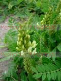 Astragalus microcephalus Wild.