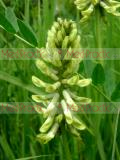 Astragalus microcephalus Wild.
