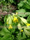 Գնարբուկ - Первоцвет- Primula L.